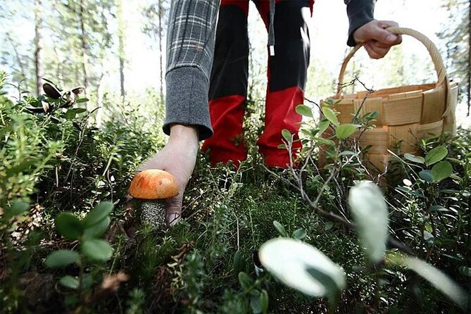 Lapland Berry Day Experience - Who Lapland Berry Day fits best