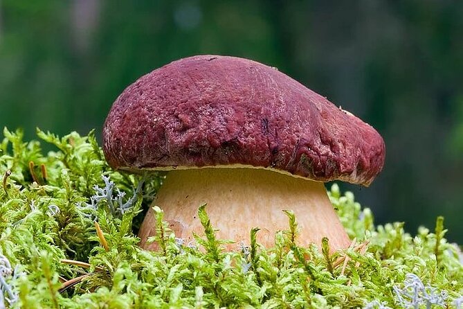 Lapland Berry Day Experience - What the guided foraging hike actually feels like
