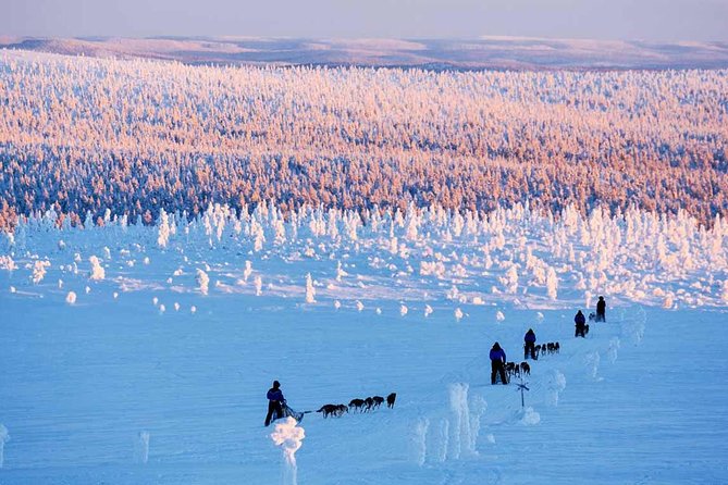 Lapland Husky Safari from Saariselkä - Key highlights to know before you go