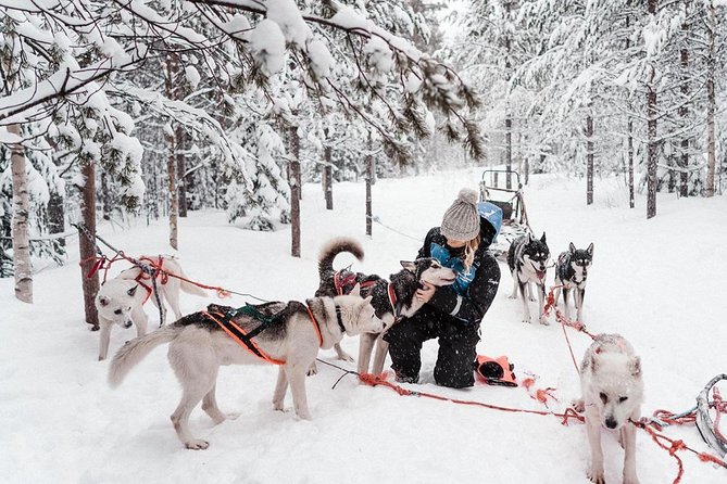 Lapland Husky Safari from Saariselkä - Final decision: should you book this Lapland Husky Safari from Saariselkä?