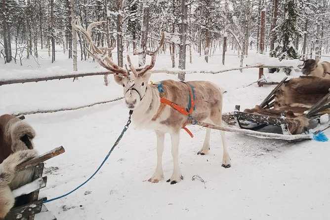 Lapland Reindeer and Husky Safari from Levi - The reindeer safari: about 1 km of calm, then kota warmth