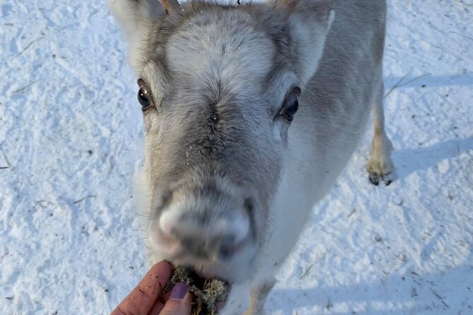 Lapland Reindeer and Husky Safari from Levi - Who this Levi safari suits best