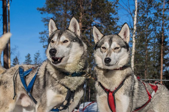 Lapland Reindeer and Husky Safari from Rovaniemi - Price and Value: Is $246.41 per Person Reasonable?