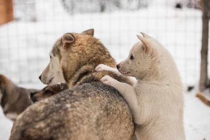 Lapland Reindeer and Husky Safari from Rovaniemi - The Best Fit: Who Should Book This Tour