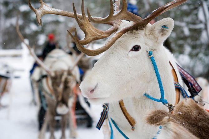 Lapland Reindeer and Husky Safari from Rovaniemi - The 3-Hour Rhythm: Pickup Times, Meeting Point, and Pacing