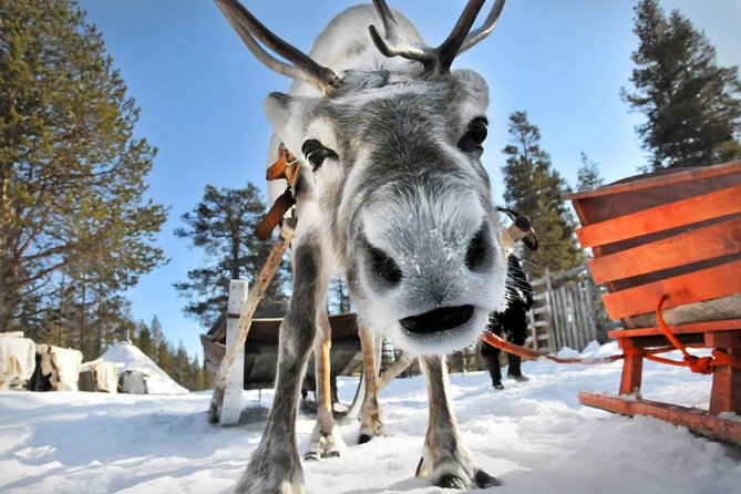 Lapland Reindeer Safari from Rovaniemi - The sleigh ride through snowy woods, and what changes if weather turns