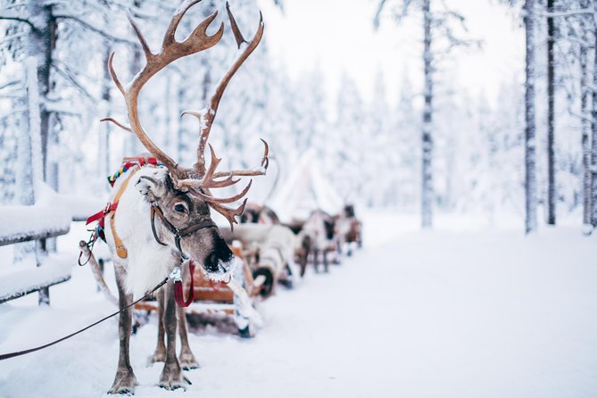 Lapland Reindeer Safari from Rovaniemi - What to wear for a reindeer safari in Lapland cold