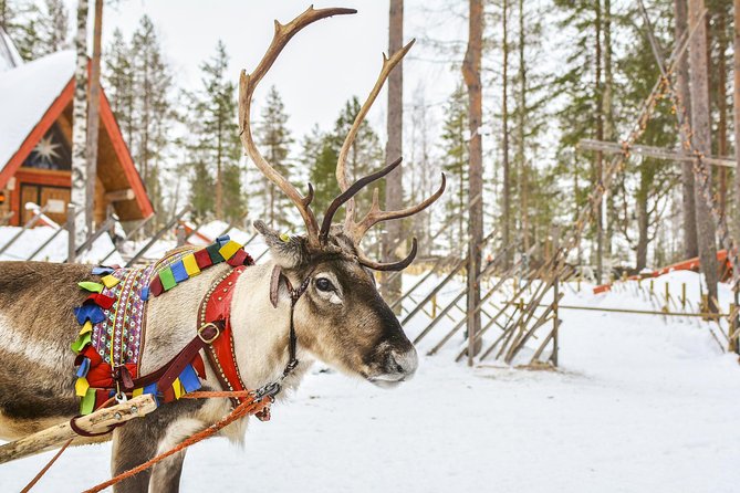 Lapland Reindeer Safari from Rovaniemi - Stop at the farm: bonfire warming, hot berry juice, and the driving license moment
