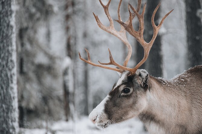 Lapland Wilderness Adventure – Explore Wild Arctic Trails - Who should book this Lapland wilderness adventure, and who might not