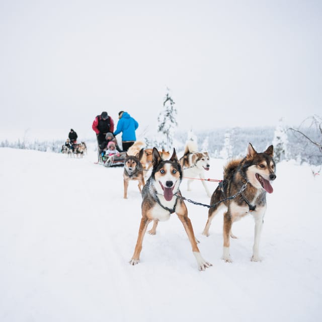 Levi: 15-Kilometres Self-Driving Husky Tour - A 15 kilometre husky safari where you steer