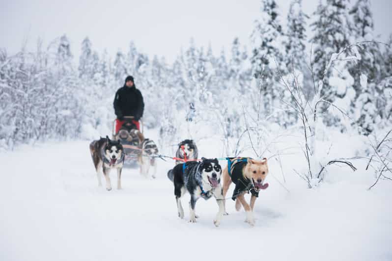 Levi: 15-Kilometres Self-Driving Husky Tour - Warm clothes, cold comfort, and the real rules of the ride