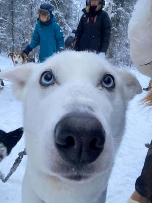 Levi: 5 Km Husky Sledding Ride in Levi - Husky power on a 5 km route: what makes this Levi ride special