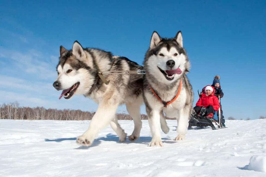 Levi: 5 Km Husky Sledding Ride in Levi - At the husky base: gear, safety briefing, and learning the reins