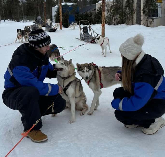 Levi: 5 Km Husky Sledding Ride in Levi - Puppy time right after the ride: the highlight you do not rush