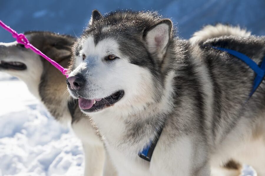 Levi: 5 Km Husky Sledding Ride in Levi - Price and value at about $199 per person