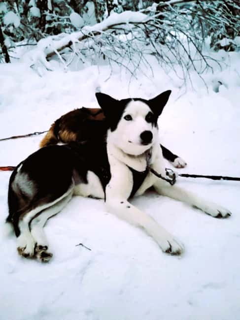 Levi: 5 Km Husky Sledding Ride in Levi - Who this Levi husky ride suits, and who should skip it
