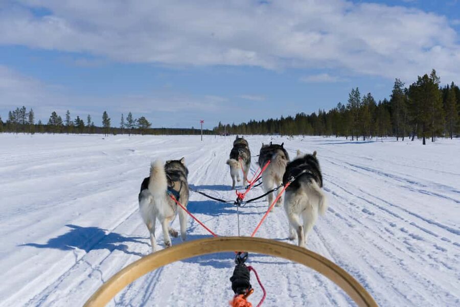 Levi: 5km Self-Driven Husky Ride, Hot drinks & doughnuts - Meeting the huskies: introductions, safety talk, and how the day stays focused