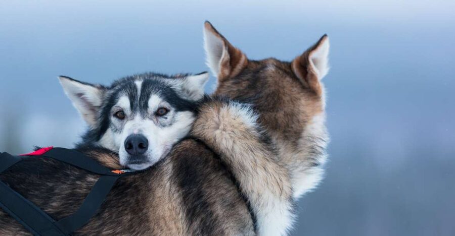 Levi: 7 km Self-Drive Husky Sledding Adventure - Levi Husky Sledding, self-drive 7 km for real Lapland speed