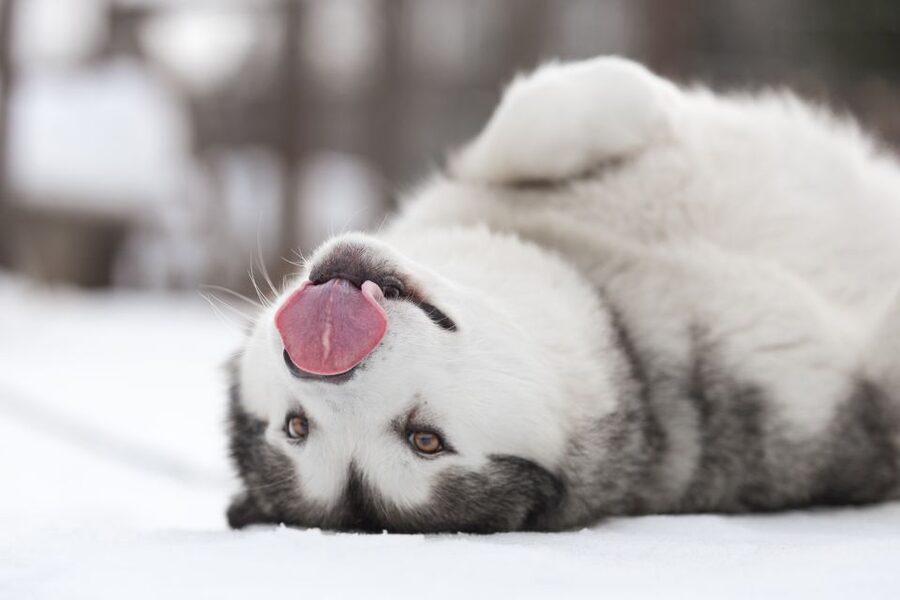 Levi: 7 km Self-Drive Husky Sledding Adventure - Husky farm welcome, briefing, and how the dogs work as a team