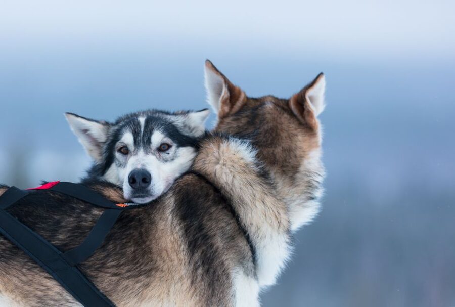 Levi: 7 km Self-Drive Husky Sledding Adventure - Should you book the Levi 7 km Self-Drive Husky Sledding Adventure?