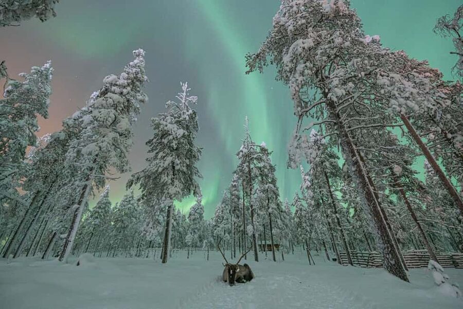 LEVI Adults Only Northern Lights Hunt with Snowshoeing - Northern Lights photos: professional images plus real camera help