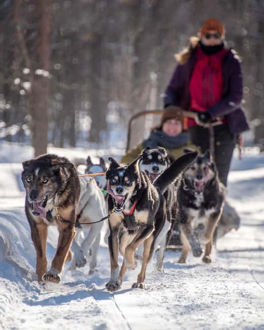 Levi: Arctic Combo – Husky & Reindeer Ride - Levi Arctic Combo in 90 Minutes: What Makes It Work