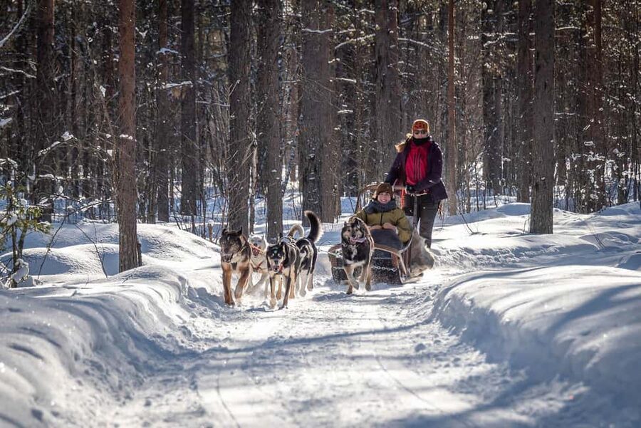 Levi: Arctic Combo – Husky & Reindeer Ride - Husky Sled Ride: The 1.5 km Sprint Through Snowy Forest