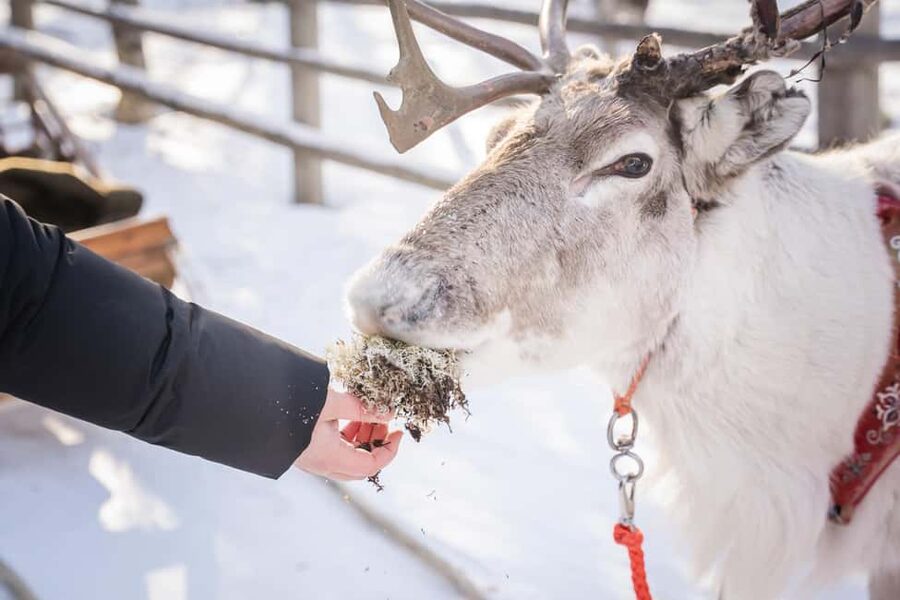 Levi: Authentic Reindeer Sled Ride with Photographer - Meeting the Herd and Understanding the Sámi Connection