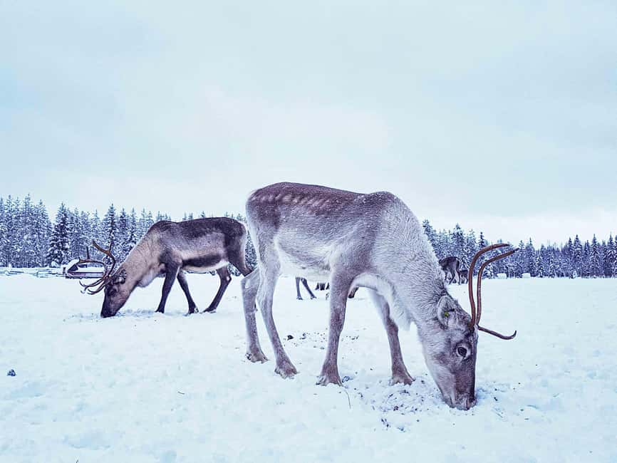 Levi: Authentic Reindeer Sled Ride with Photographer - Who This Tour Is Best For in Levi