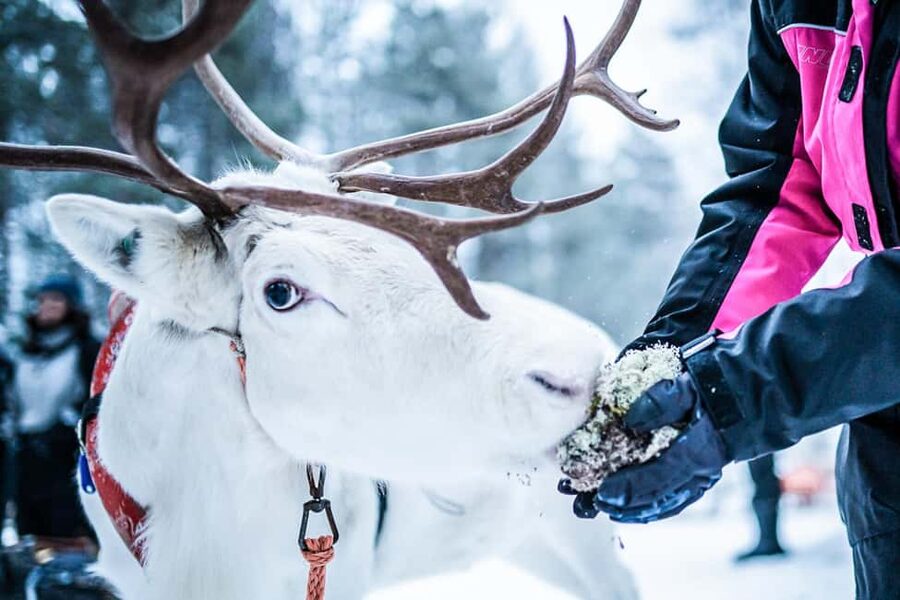 Levi: Authentic Reindeer Sled Ride with Photographer - Should You Book Levi’s Reindeer Sled Ride With Photographer?