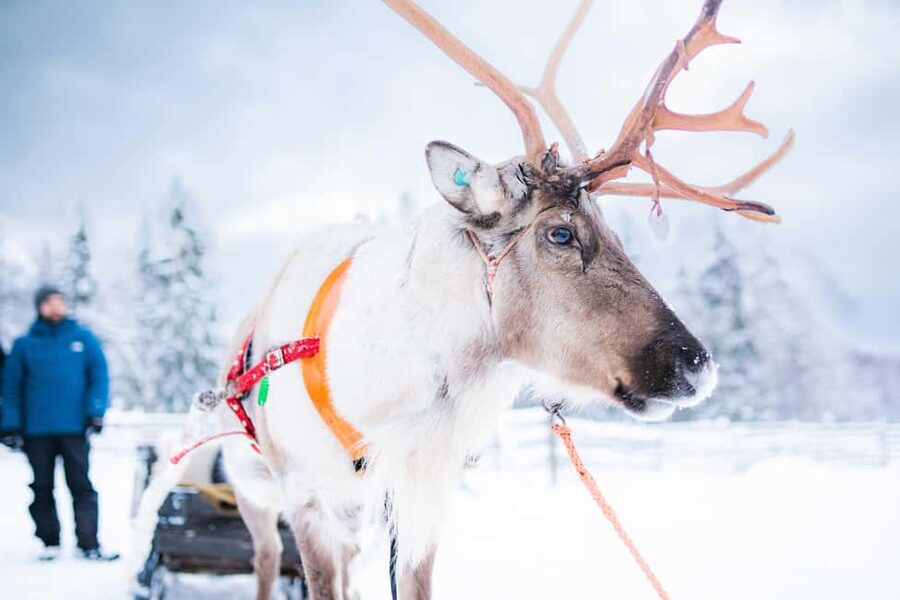 Levi: Authentic Reindeer Sled Ride with Photographer - The 1.5-Kilometer Sled Ride Through Lapland Snow