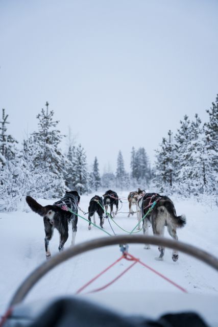 Levi: Evening Husky Sled Ride under the Northern Lights - Getting there from Levi Center, without wasting your evening