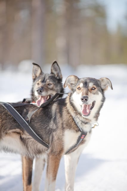Levi: Guide-driven Husky Safari - Key Things to Know Before You Go