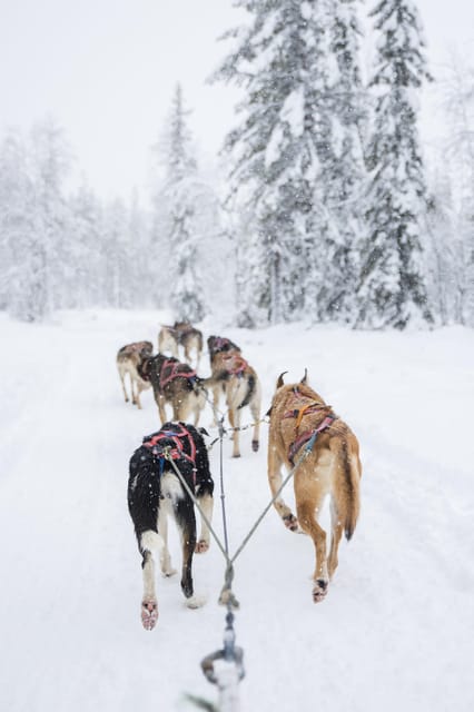 Levi: Guide-driven Husky Safari - Price and Value for a 1-Hour Arctic Sled Slot