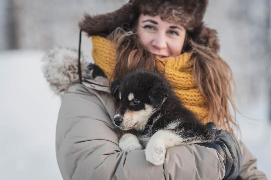 Levi: Horse and Husky Farm Visit with Juice and Cookies - Finnish horses you can meet, and why gentleness still counts