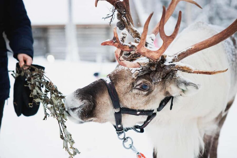Levi: Husky and Reindeer Farm Tour with Sled Ride - Key things to know before you go