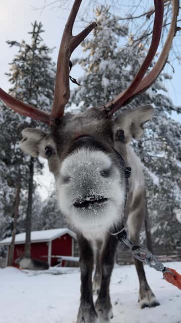 Levi: Husky and Reindeer Farm Tour with Sled Ride - Huskies sled ride (500 meters): fast, lively, and sometimes stop-and-go