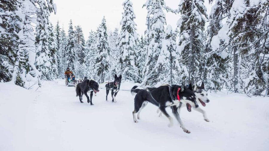Levi: Husky and Reindeer Farm Tour with Sled Ride - Warm-up break: fire, hot drinks, and what to expect about snacks