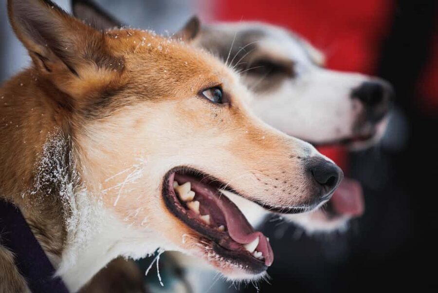 Levi: Husky and Reindeer Farm Tour with Sled Ride - Who should book this husky and reindeer farm tour