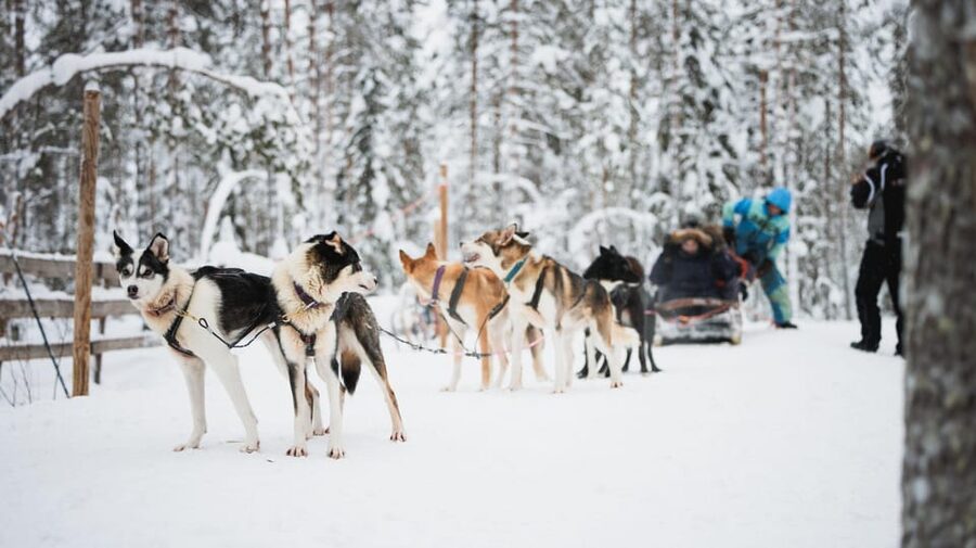 Levi: Husky and Reindeer Farm Visit with Snowmobiling - Who should book this, and who should not