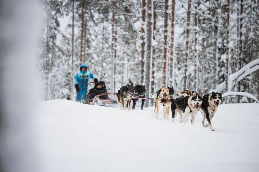 Levi: Husky and Reindeer Farm Visit with Snowmobiling - Pickup in Levi: where you start and how not to get left behind