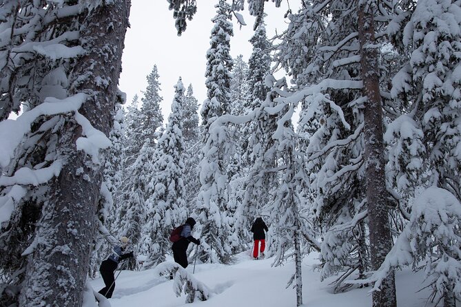 Levi: Lakeside forest snowshoeing - Key things to know before you go
