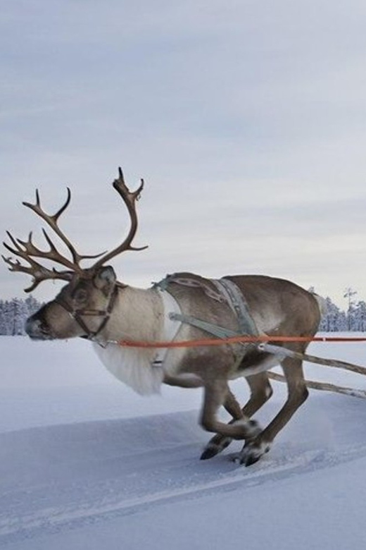 Levi: Lapland Reindeer and Husky Safari - Key Points I’d Focus On Before You Go