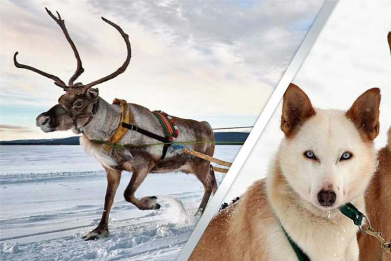 Levi: Lapland Reindeer and Husky Safari - Levi Pickup To Two Sled Rides: How This 3 Hour Safari Flows