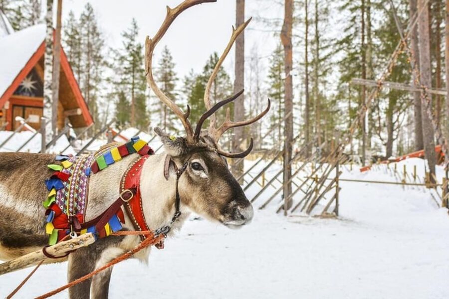 Levi: Lapland Reindeer and Husky Safari - Who This Tour Suits Best (And Who Might Feel Frustrated)