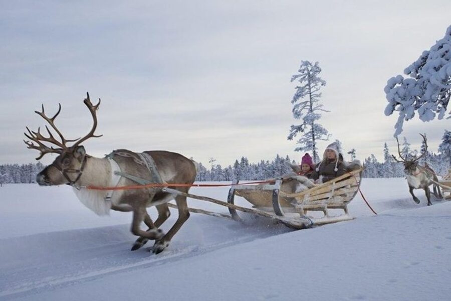 Levi: Lapland Reindeer Safari - Price and Value: Is $114 Reasonable?