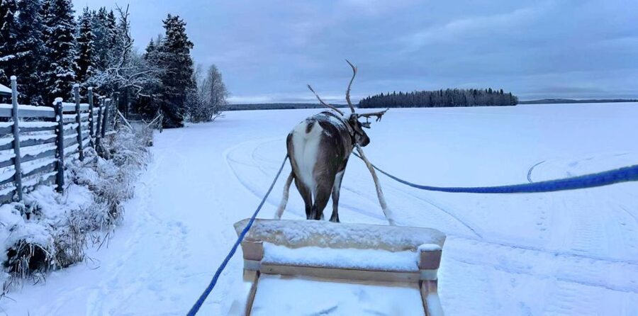Levi: Lapland Reindeer Safari - Who This Safari Fits Best (and Who Might Skip It)