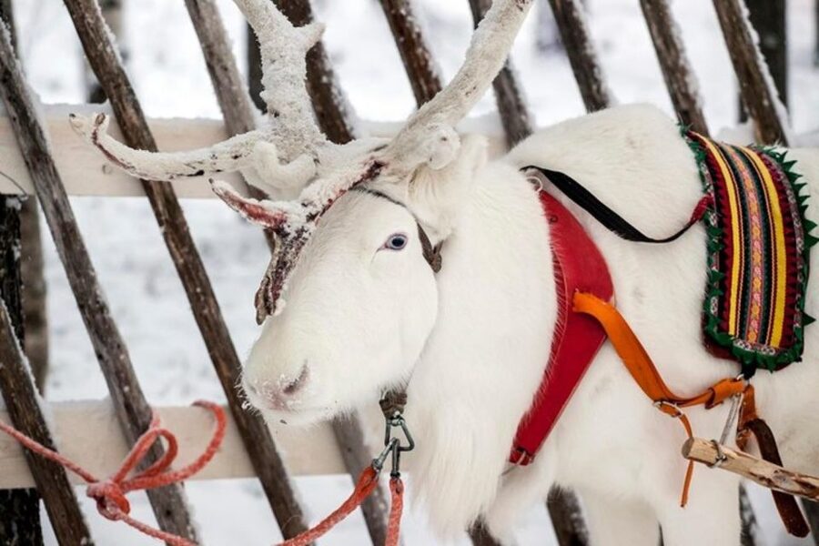 Levi: Lapland Reindeer Safari - My Booking Advice: Should You Book This Levi Reindeer Safari?