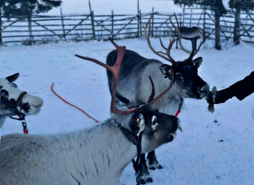 Levi: Lapland Reindeer Safari - Meeting the Reindeer at a Working Farm