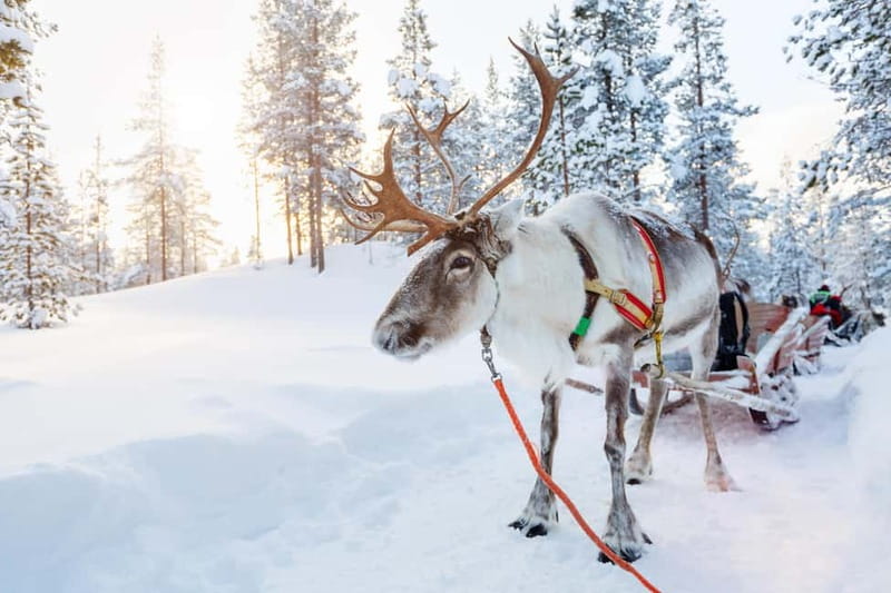 Levi: Lappish Reindeer Sled Ride 3 km - Key highlights to know before you go